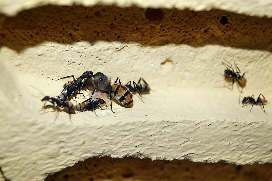 4 Tips On How To Prevent Ants In The Kitchen Plumbers Singapore   Tips To Prevent Ants In The Kitchen 